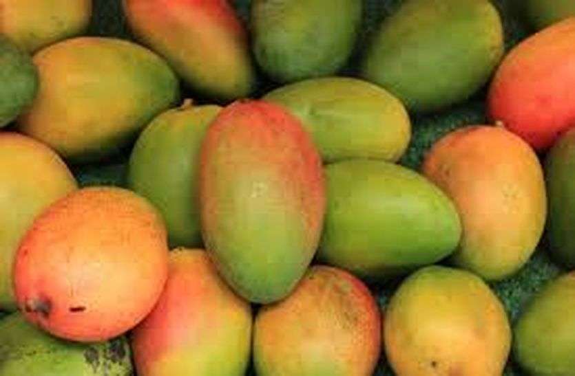 Bumper corping of Mango and blackbarry in Pushkar बरसात से जामुन और आम की बंपर पैदावार के आसार