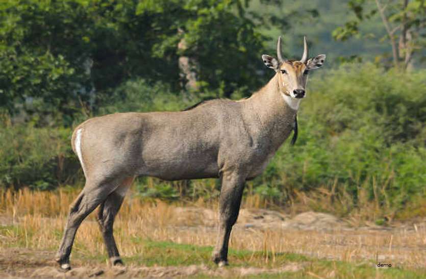 nilgai बारनवापारा के परिक्षेत्र में मिली नीलगाय की लाश, हिंशक पशु ने किया शिकार