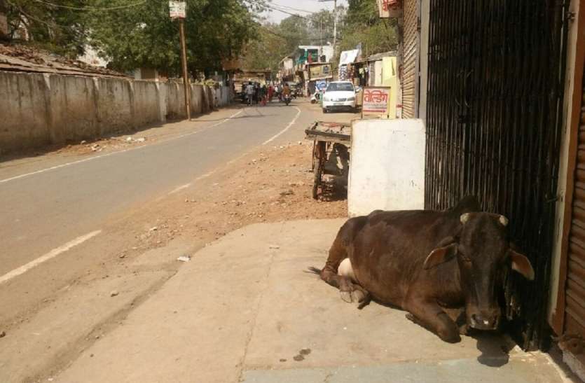 news मूक पशुओं की कौन बुझाएगा प्यास
