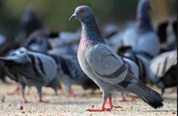 Pigeon from Pakistan arrested, questioned for two days, but राजस्थान में एक कबूतर गिरफ्तार, दो दिन से पूछताछ, लेकिन मुंह नहीं खोल रहा, एसी में ऐश कर रहा है