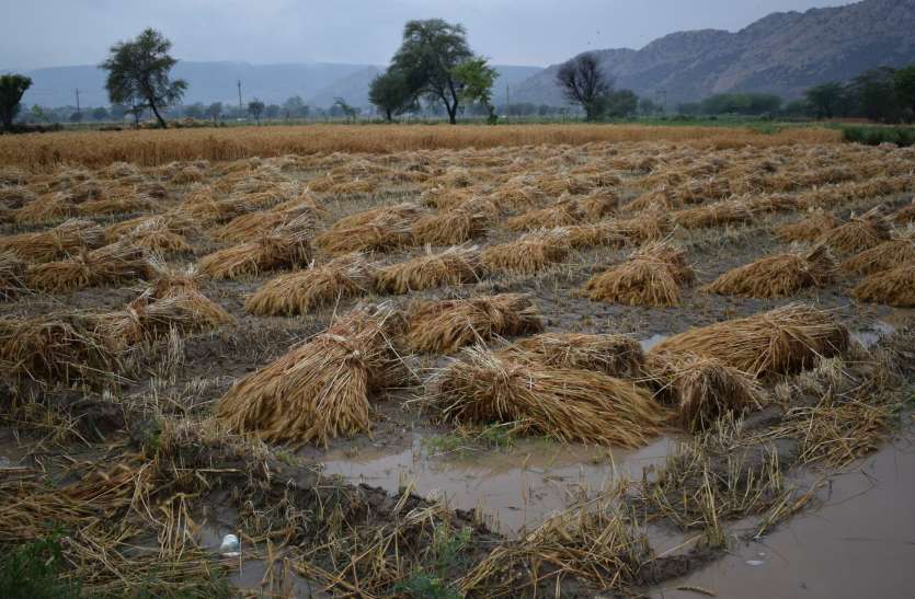 Farmers Loss Due To Hail Storm In Rajasthan आफत की बरसात व ओले, खेतों में डूब गई किसान की मेहनत, आप भी जानिए फसलों का क्या हुआ हाल