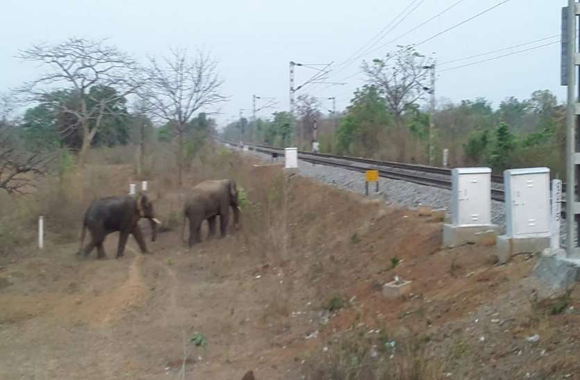 hathi Video: पोलिंग बूथ में हाथियों का डर, कभी भी आकर मचा सकते है उत्पात