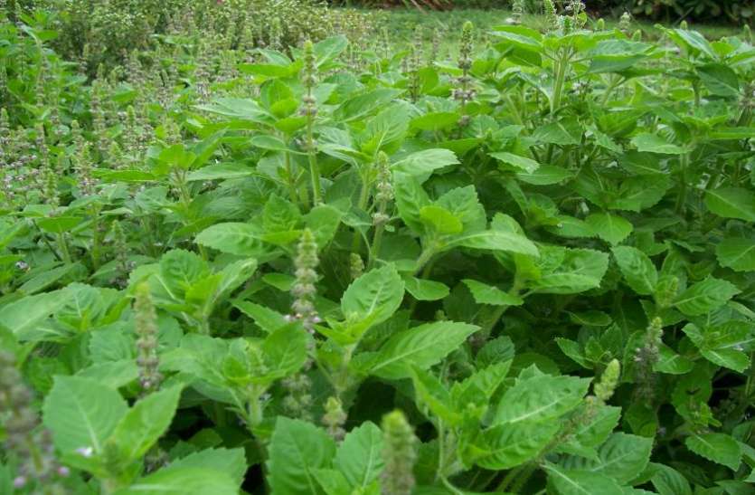 tulsi तुलसी में होता है मां लक्ष्मी का वास, इसके पत्ते तोड़ने के नियम जानना आपके लिए है जरूरी