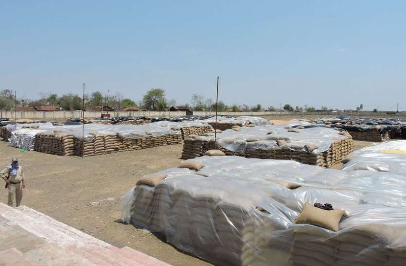Wear house full, wheat will be stored in open वेयर हाउस फुल, खुले में भंडारित होगा गेहूं