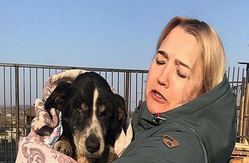 dog डॉग को समझा था मरा लेकिन वो कब्र खोदकर वापस आ गया, जानें कैसे हुआ ये सब