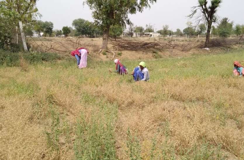 hindaun karauli news खेत में बोया चना, गिरदावरी में उपजी सरसों