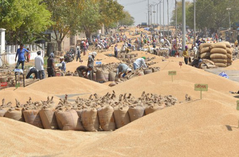 Increase in wheat prices इस बार रिकॉर्ड तोड़ देगी गेहूं की कीमत, ये है वजह
