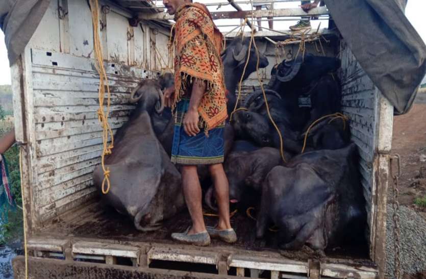 14 cattle were being transported in the vehicle वाहन में भरकर ले जाए जा रहे थे 14 मवेशी, पुलिस को देखकर चालक हुआ फरार