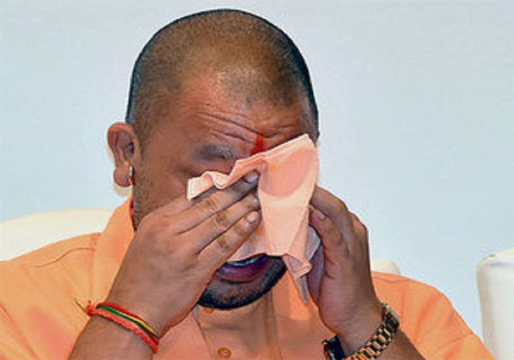yogi