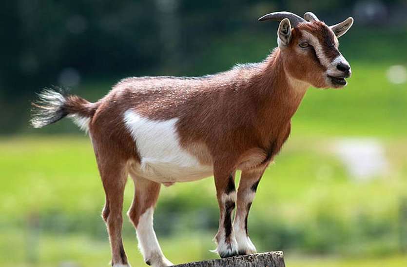 bakri Lok sabha CG 2019: पच्चीस लाख रुपये के चुनावी बकरे तय करेंगे प्रत्याशियों का भविष्य