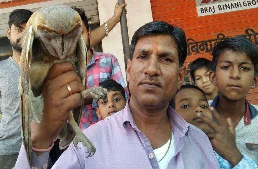 Owl of rare species found दुर्लभ प्रजाति का उल्लू मिला, घायल था