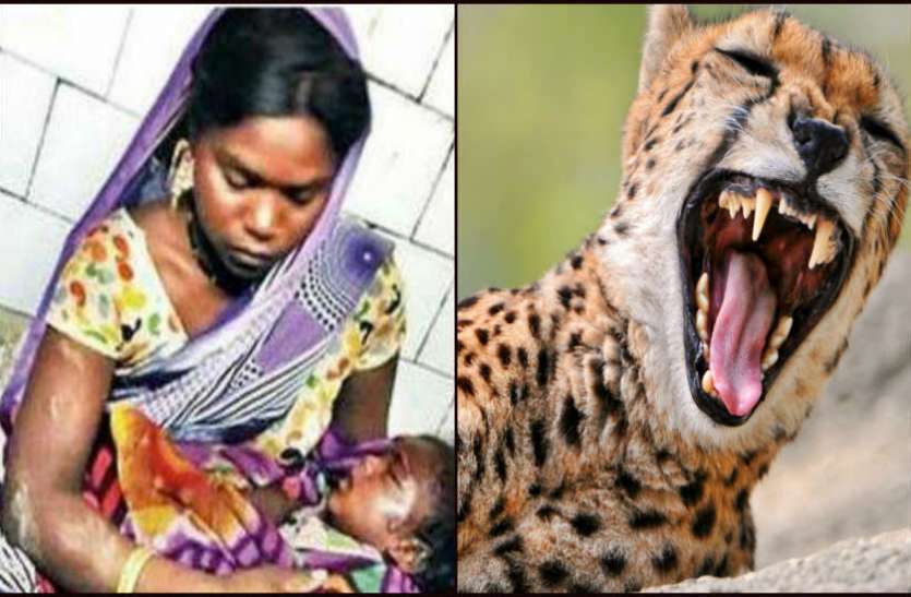 Cheetah चीते ने 18 महीने के मासूम को जबड़े में दबाया, मां ने ऐसे बचा लिया अपने लाल को...