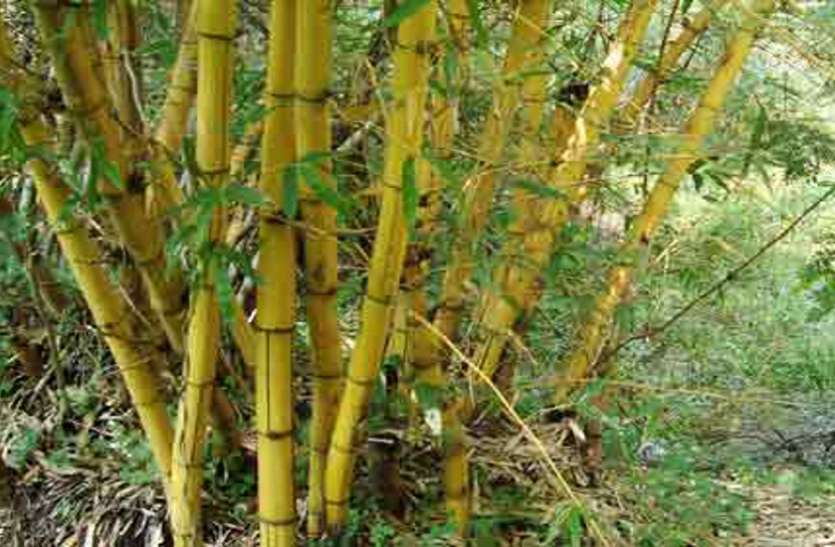 School children sitting in bamboo furniture बांस के फर्नीचर में बैठेंगे स्कूली बच्चे, रोजगार के अवसर मुहैया कराने की नई कवायद