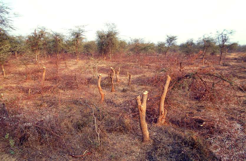 forest-department-s-negligence-harvesting-of-green-trees पर्यावरण बचाने के दावे हो रहे खोखले साबित, वन विभाग की क्लोजर से काटे जा रहे हरै पेड़