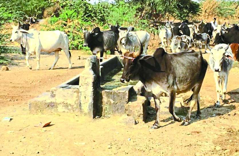 Animal Husbandry Department udaipur उदयपुर में यहां मूक पशुओं का इलाज करने वाला महकमा ही ‘बीमार’
