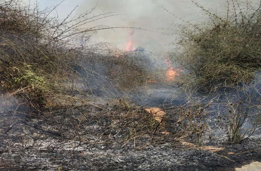 बांस बाड़ी में लगी आग, 25 एकड़ में लगा बांस जलकर हुआ खाक बांस बाड़ी में लगी आग, 25 एकड़ में लगा बांस जलकर हुआ खाक