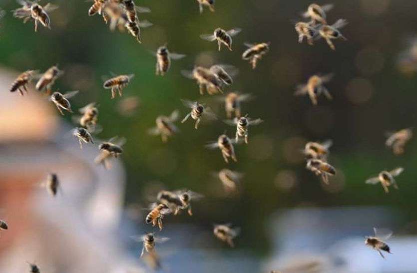 bee attack मधुमक्खियों ने अचानक लाइन में खड़े वोटर्स पर किया हमला, मची अफरा-तफरी