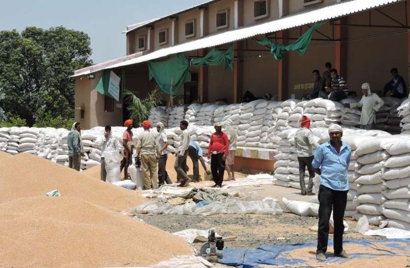 Farmers' hard work scattered in mini stadium मिनी स्टेडियम में बिखरी पड़ी किसानों की मेहनत