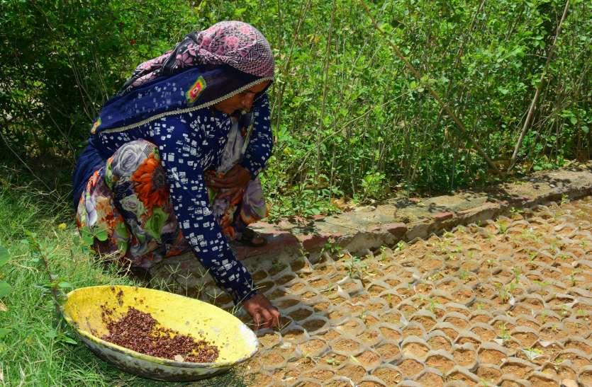 plantation kishangarh अंकुरण नहीं हुआ उनमें फिर बीजारोपण