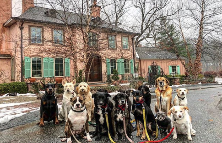 Dogs Dogs