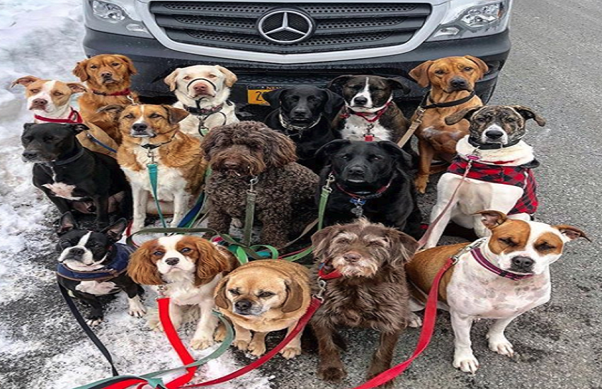 dogs dogs