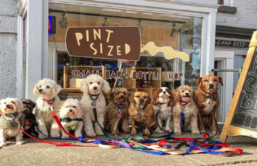 Dogs Dogs