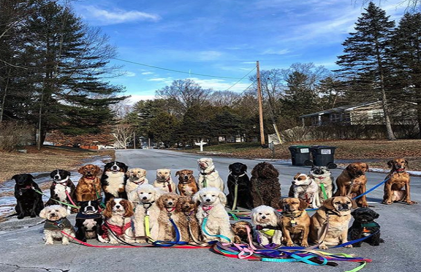 Dogs Dogs