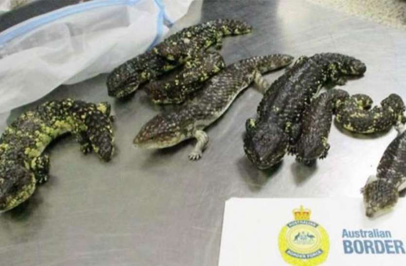 lizards एयरपोर्ट पर महिला के बैग से मिलीं दुर्लभ प्रजाति की छिपकलियां, दवाइयां बनाने में होता है इनका इस्तेमाल