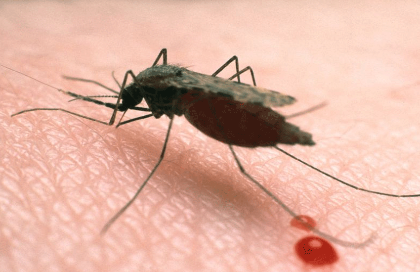 world malaria day World Malaria Day : इस देश में है मलेरिया का सबसे ज्यादा प्रकोप, हर साल लाखों की संख्या में जान गंवाते हैं लोग