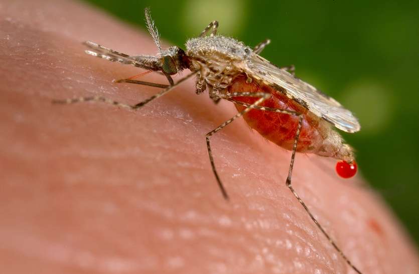 World Malaria Day