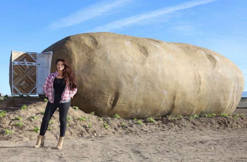 potato तेजी से बढ़ रही है इस 6 टन के आलू की डिमांड, जानिए क्या है इसकी खासियत