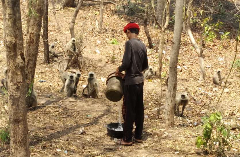seoni जंगल में ये युवक कर रहा है ऐसा काम, आप भी पड़ जाएंगे सोच में