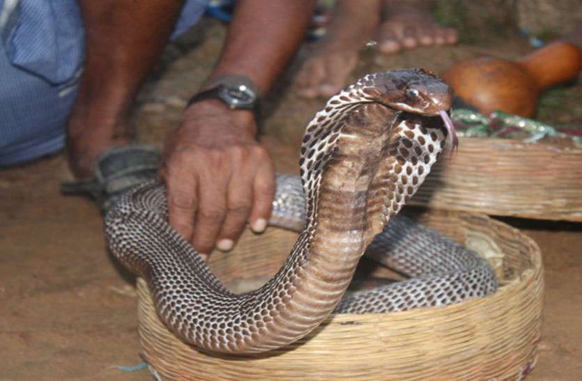 CG News अजीब मान्यता: डंसने वाले सांप को पकड़कर बांध देने से खत्म हो जाता है जहर, इस गलती से हो गई मौत