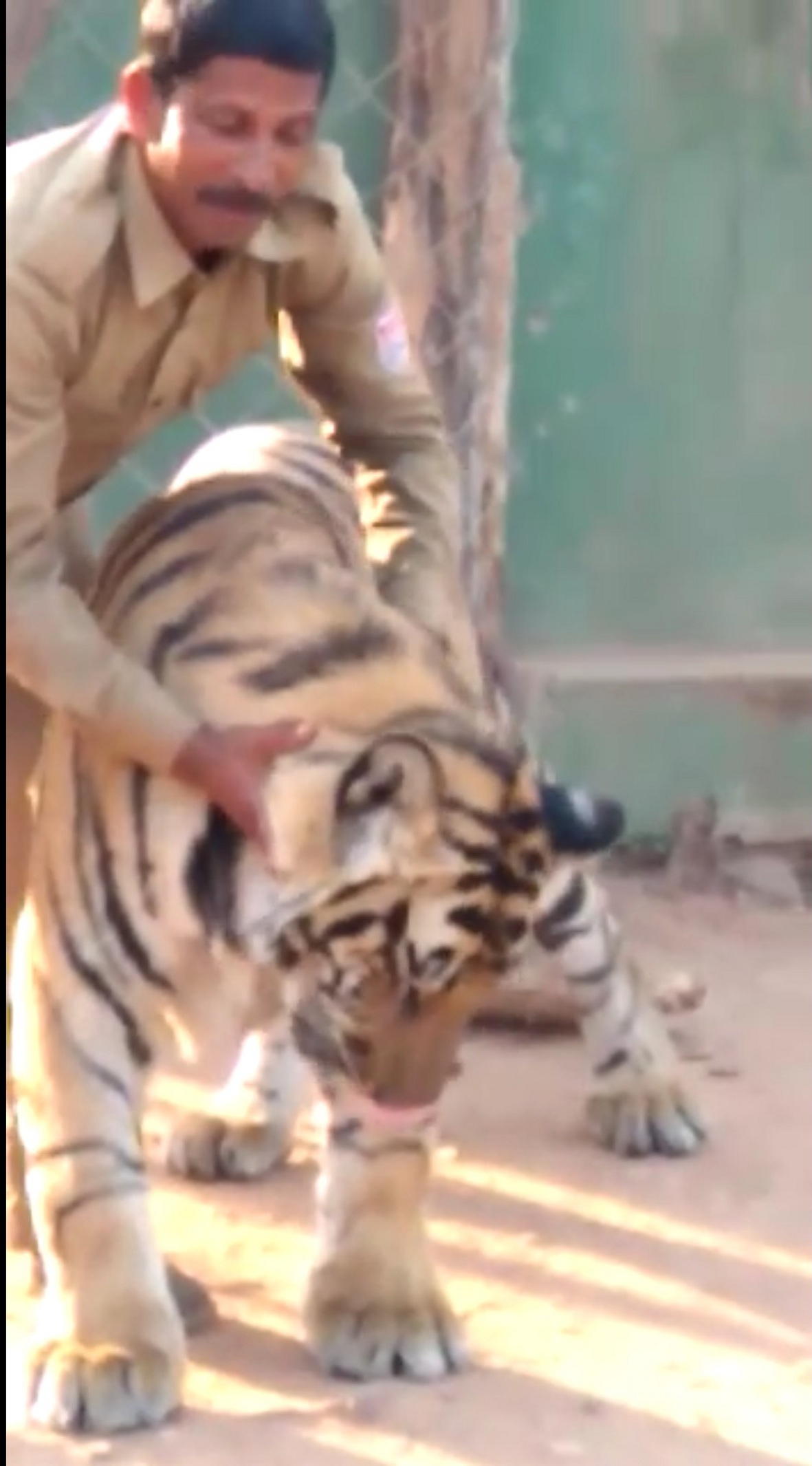 Like a son, Ma'amu is following the male tiger बेटे की तरह नर बाघ का लालन-पालन कर रहे मामू