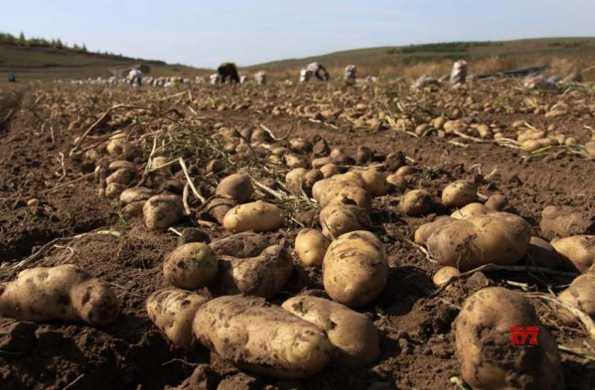 Potato Farmers किसानों के साथ आई गुजरात सरकार, पेप्सिको ने किया 9 किसानों पर केस