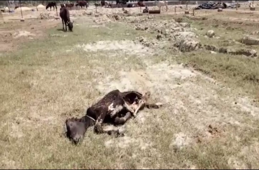 cow shelter यूपी सरकार की गौशालाओं में गायों को खा रहे चील, कौए और कुत्ते, तस्वीरें देखकर सिहर उठेंगे आप