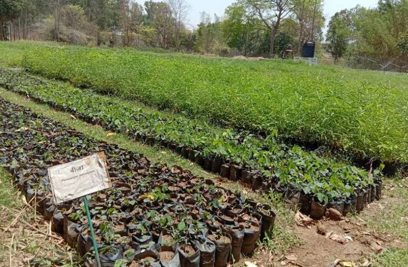 ID proof needed for plant purchase हरियाली पर पहचान की पाबंदी, कहां पर बिना आइडी प्रूफ के नहीं मिलेगा एक भी पौधा, जानिए