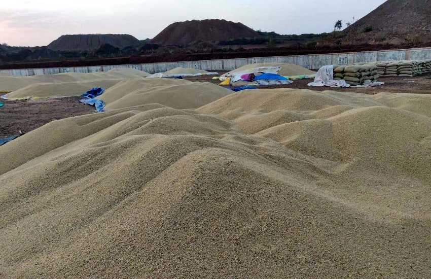 farmer's problem : shortage of bardana, wheat buying has been closed तेज धूप में 25 हजार क्विंटल अनाज की तकवारी कर रहे किसान