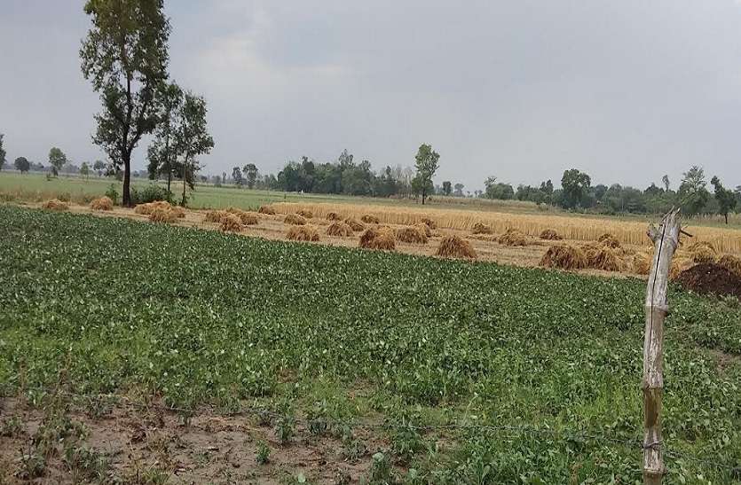 Faini Tufan and weather big alert in up फैनी तूफान ने यूपी के इस जिले में मचाई तबाही, किसानों की लाखों की फसल हुई बर्वाद, विभाग ने फिर जारी किया एलर्ट