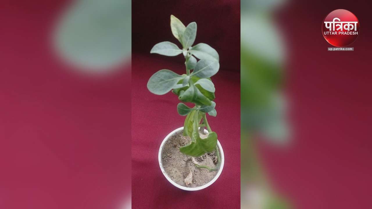 पनीरबंद का पौधा जिससे तैयार हुई दवा