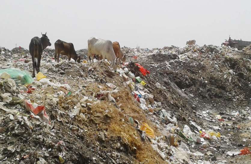 Garbage collection site पॉलीथिन : धरती पर बढ़ा रहा प्रदूषण, मानव व पशुधन के स्वास्थ्य पर भी संकट