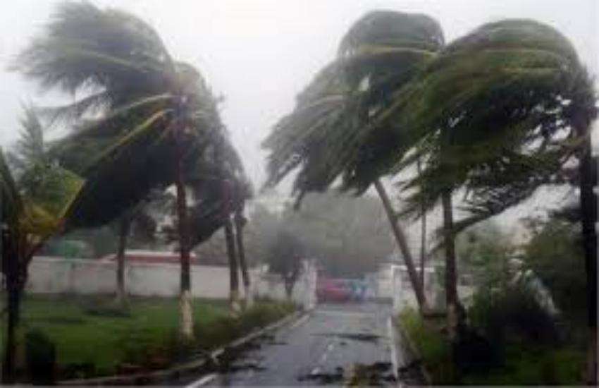 fani strom