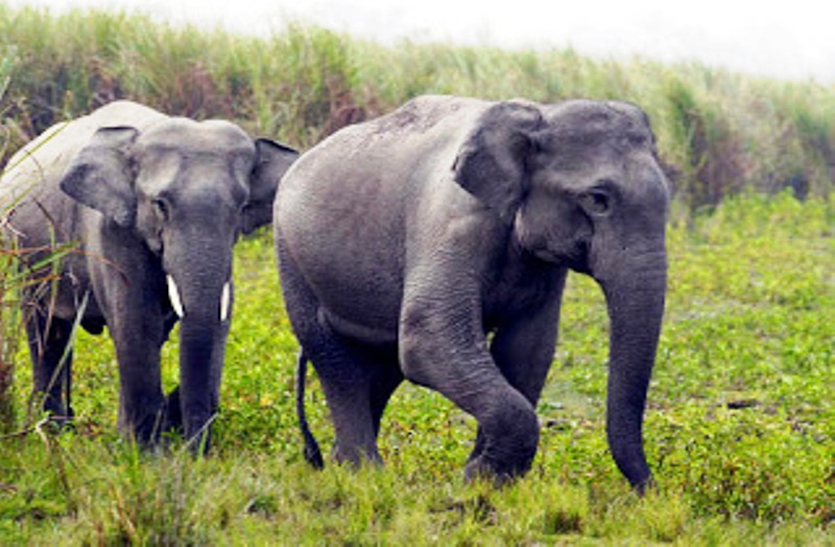 elephant news तेंदूपत्ता संग्रहण करने गए ग्रामीण पर हाथियों ने कर दिया हमला, दशहत में लोग