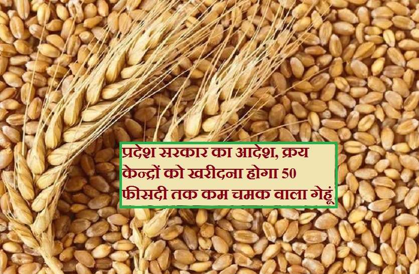 Government order for farmer in up प्रदेश सरकार का आदेश, क्रय केन्द्रों को खरीदना होगा 50 फीसदी तक कम चमक वाला गेहूं
