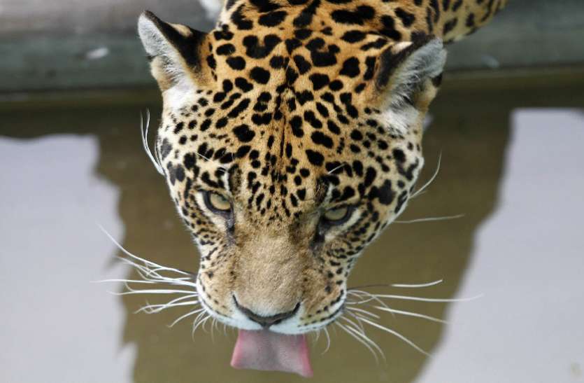 Panther वन्यजीव गणना: चांदनी रात में दहाड़ा पैंथर, चिंकारे ने भरी चौकड़ी