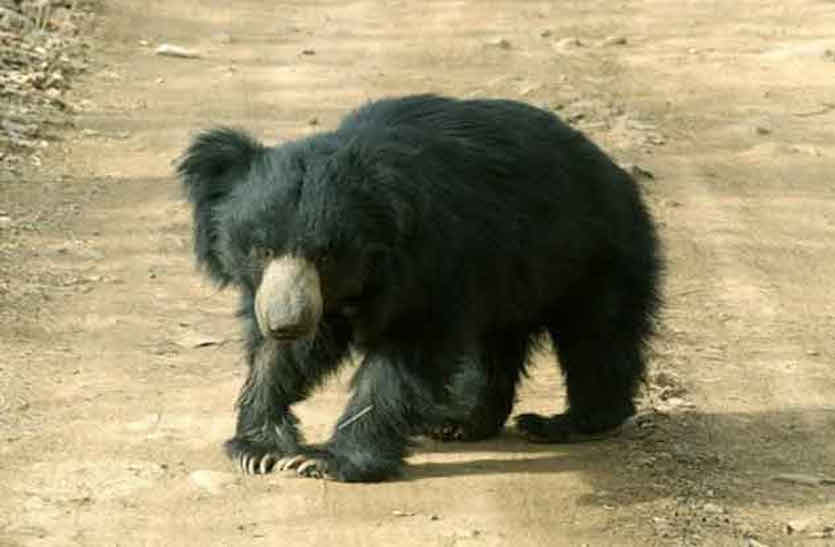 bear attack वनोपज संग्रहण करते समय भालू ने किया के हमला, ग्रामीण घायल