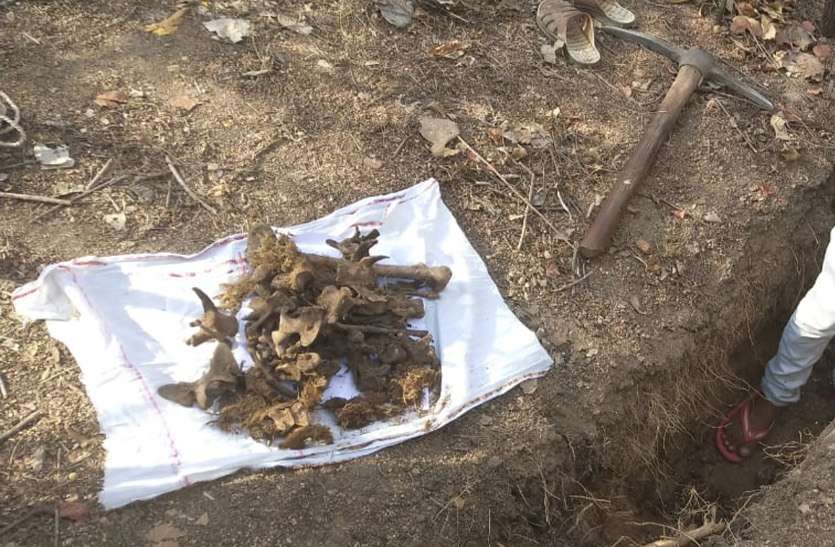 Tiger skeleton found in the field खेत में मिला बाघ का कंकाल, जानें पूरा माजरा