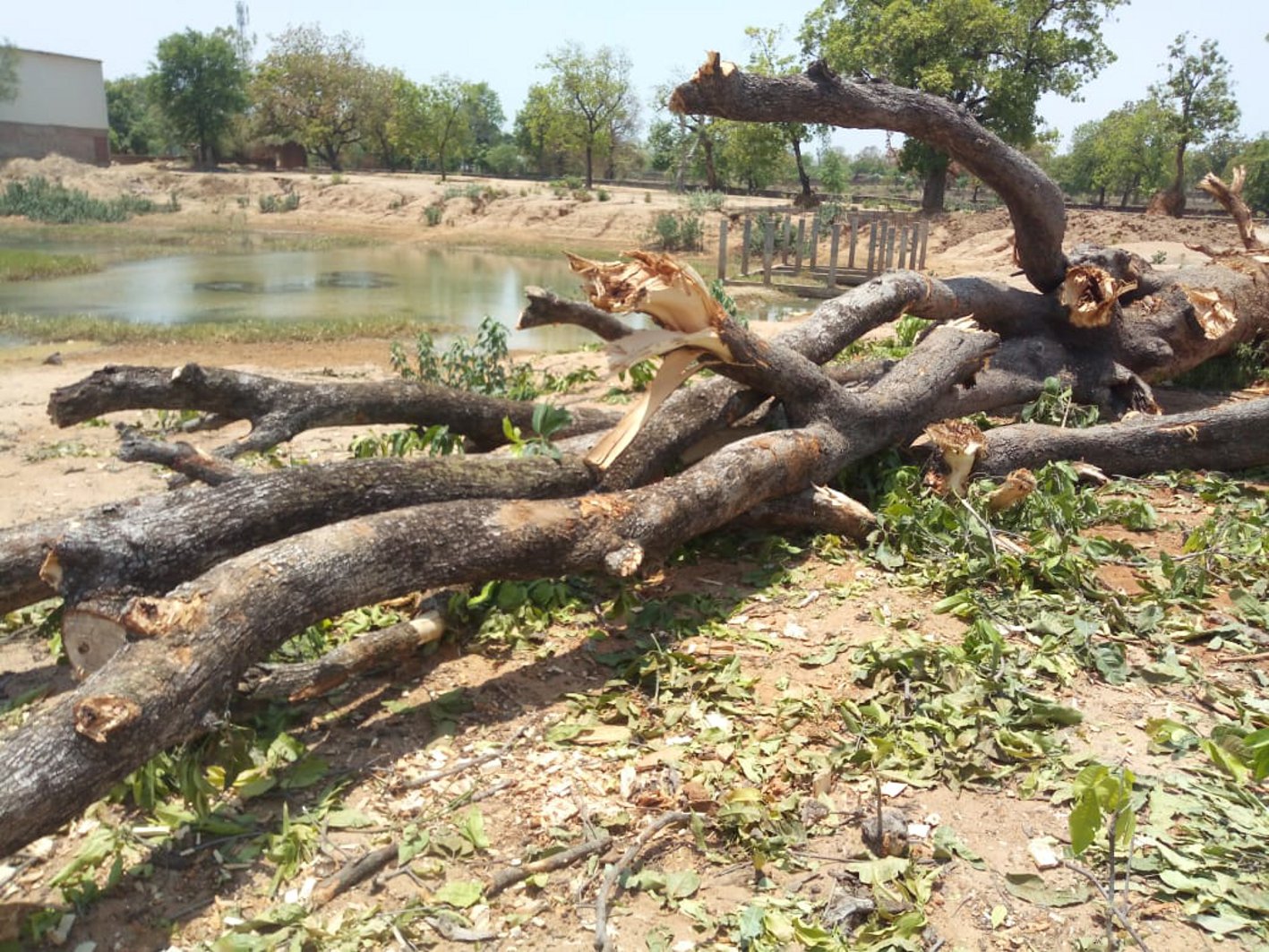 The existence of the pond in danger तालाब का अस्तित्व खतरे में