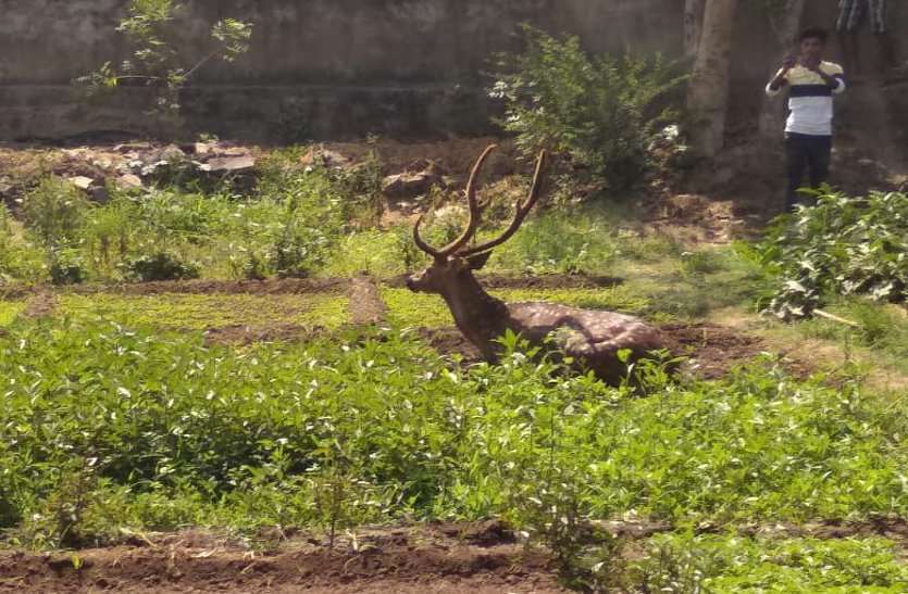 deer