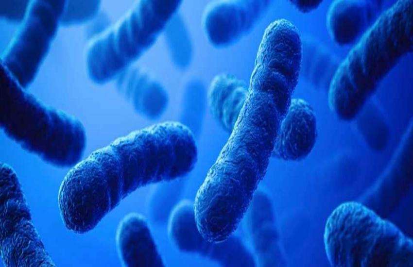 bacteria